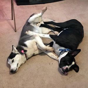 Meet your Posher, Elijah